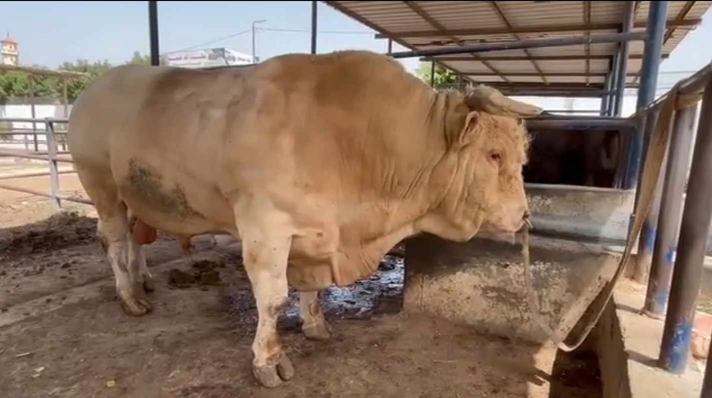 التحسين الوراثي